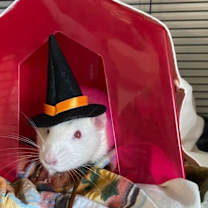 Thumbnail photo of Forest #1