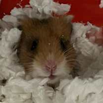 Thumbnail photo of Deedle #4