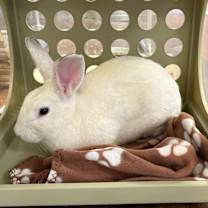 Thumbnail photo of Bun Affleck  #2