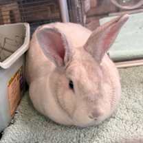 Thumbnail photo of Bun Affleck  #3
