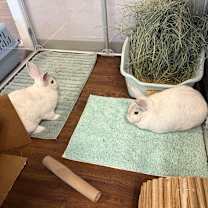 Thumbnail photo of Bun Affleck  #4