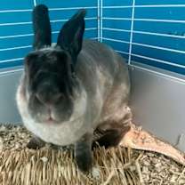 Thumbnail photo of Bun Jovi #1