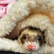 Thumbnail photo of Steve #1