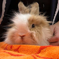 Thumbnail photo of Bear #1