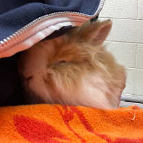 Thumbnail photo of Bear #2