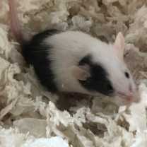 Thumbnail photo of Tre Davious #1