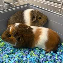 Thumbnail photo of Annee #2