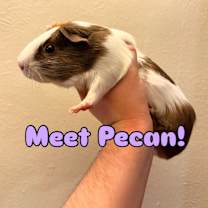 Thumbnail photo of Pistachio, Pecan, & Cashew #2