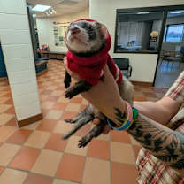 Thumbnail photo of Kar-Mon (Bonded Trio) #1