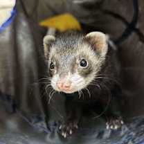 Thumbnail photo of Sonya (Bonded Trio) #2