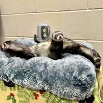 Thumbnail photo of Sonya (Bonded Trio) #3