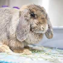 Thumbnail photo of Holly #1