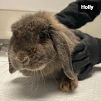 Thumbnail photo of Holly #2