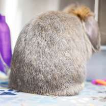 Thumbnail photo of Holly #4