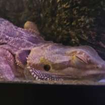 Thumbnail photo of Venus #3