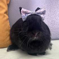 Thumbnail photo of Boba - Chino Hills Location #2