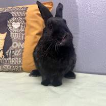 Thumbnail photo of Boba - Chino Hills Location #4