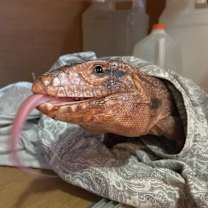 Thumbnail photo of Rex #1