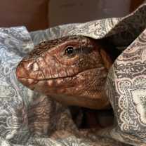 Thumbnail photo of Rex #4