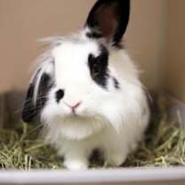 Thumbnail photo of Slim #1