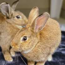 Thumbnail photo of Saffron #1