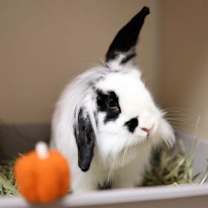 Thumbnail photo of Slim #2