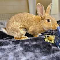 Thumbnail photo of Saffron #3