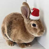 Thumbnail photo of Carmello #1