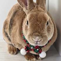 Thumbnail photo of Carmello #2