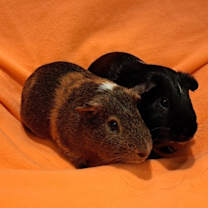 Thumbnail photo of Wallace and Gromit #1