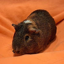 Thumbnail photo of Wallace and Gromit #3