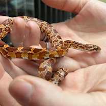 Thumbnail photo of Squiggle #2