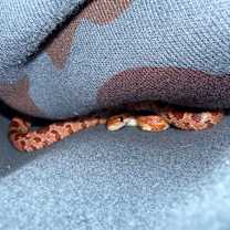 Thumbnail photo of Squiggle #3