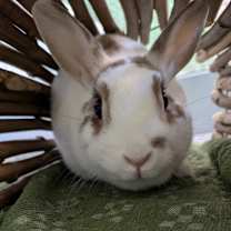 Thumbnail photo of Cinnamon #1