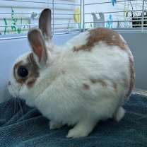 Thumbnail photo of Cinnamon #2