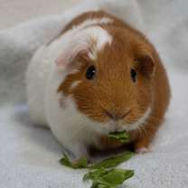 Thumbnail photo of Squeaker Beaker #1