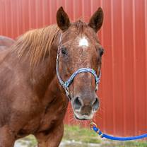 Thumbnail photo of Beau -- Bonded Buddy With Cj #1