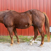 Thumbnail photo of Beau -- Bonded Buddy With Cj #4