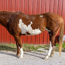 Thumbnail photo of Cj -- Bonded Buddy With Beau #3