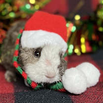 Thumbnail photo of Curly #1