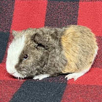 Thumbnail photo of Curly #2