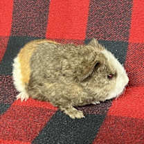 Thumbnail photo of Curly #3