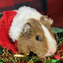 Thumbnail photo of Cherry #1