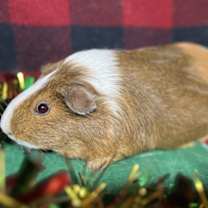 Thumbnail photo of Cherry #2