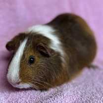 Thumbnail photo of Cherry #3