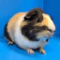 Thumbnail photo of Hope / Joy #2