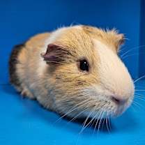 Thumbnail photo of Louis #1