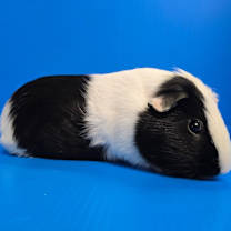 Thumbnail photo of Rico #3