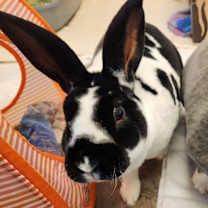 Thumbnail photo of Veruca (and Violet) #1