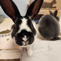 Thumbnail photo of Veruca (and Violet) #4